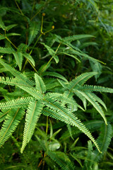 Ferns in tropical forest