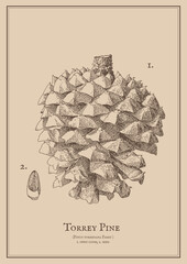 Scientific vintage posters with different type of pines and spruce fir tree
