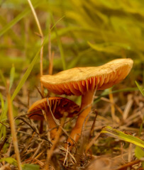 A brown mushroom growing in the grass in Poland