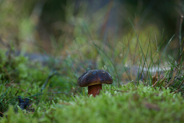 FUNGUS - Forest undergrowth in autumn