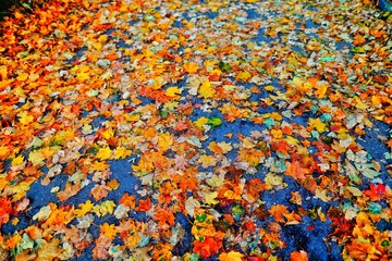 Fototapeta na wymiar Autumn in Paris (France) - Powerfull colors in trees and leaves