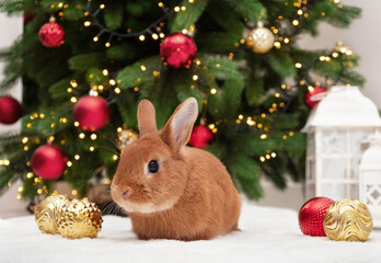 Cute red bunny lying near Christmas tree looking at camera.Happy New 2023 Year of rabbit according...