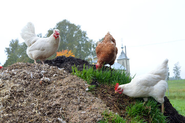 chicken on farm