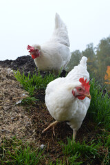 white chicken on green grass