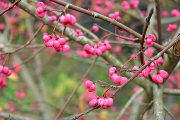 decorative pink berries