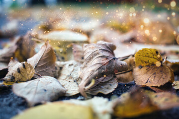 Herbstlaub - Herbst - Bunt - Autumn Natural Background - Orange Fall Leaves - Colorful - Mood - High quality photo
