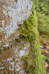 moss on the tree