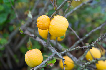 Close-up of ripe yellow fruits of the Japanese quince (Cydonia) on a branch of a bush in autumn garden. ( (Cydonia oblonga)