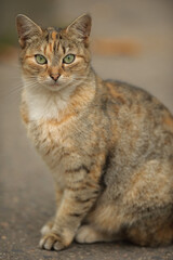 brownish white gray cat with green eyes closeup