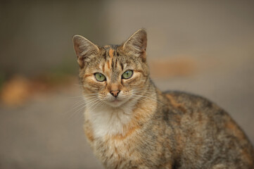 brownish white gray cat with green eyes closeup