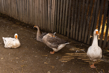 goose in Hungarian farm outdoor