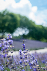 トンボ ラベンダー畑 北海道 富良野