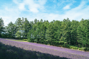 ラベンダー畑 北海道 富良野