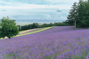 ラベンダー畑 北海道 富良野
