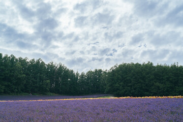 ラベンダー畑 北海道 富良野