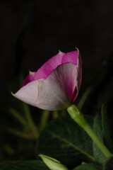 Macro photo of Catharanthus roseus don on black background sharp and detail. This flowers can be used for traditional medicine
