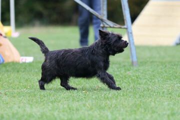 Cute purebred cairn terrier dog is running outside on agility competition at summer time. Working obedient short-legged Scottish terrier performing on agility jumping course. Double coated family pet