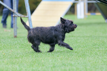 Cute purebred cairn terrier dog is running outside on agility competition at summer time. Working obedient short-legged Scottish terrier performing on agility jumping course. Double coated family pet