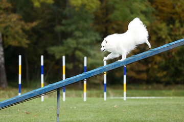 Smiling white japanese small spitz running dog agility course during competition in summer time. Fluffy little dog, smart spitz running dogwalk at outside full speed on dog agility competition - obrazy, fototapety, plakaty