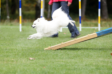 Smiling white japanese small spitz running dog agility course during competition in summer time. Fluffy little dog, smart spitz running dogwalk at outside full speed on dog agility competition