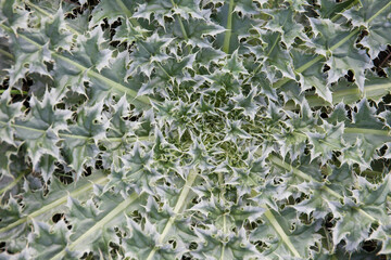 green spiked thislle leaves