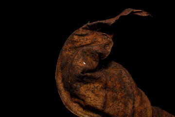 Macro photo of dry mango leaf on black background