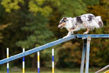 Working shetlans sheepdog breed dog running agility obstacle dog walk with contact zone. Agility...