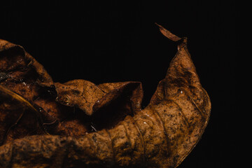Macro photo of dry mango leaf on dark background