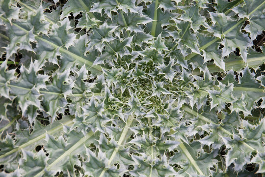 green spiked thislle leaves