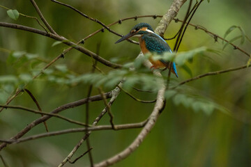 kingfisher on branch