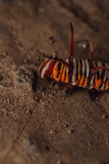 Macro photo of caterpillar on the ground detail and sharp with black, orange, and white pattern and poisonous thorns the body. This animal is poisonous if touched the thorns on the body