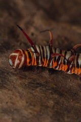 caterpillar, insect, nature, macro, larva, animal, butterfly, bug, green, close-up, black, wildlife, yellow, closeup, leaf, worm, larvae, white, insects, isolated, plant, lepidoptera, hairy, brown, mo