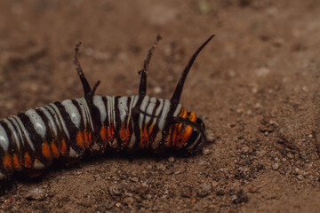 Macro photo of caterpillar on the ground detail and sharp with black, orange, and white pattern and poisonous thorns the body. This animal is poisonous if touched the thorns on the body