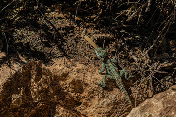 green lizard on the rock