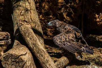 portrait eagle in the woods