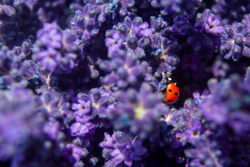 A little ladybug among the fresh flowers of a bouquet of French lavender, in early summer