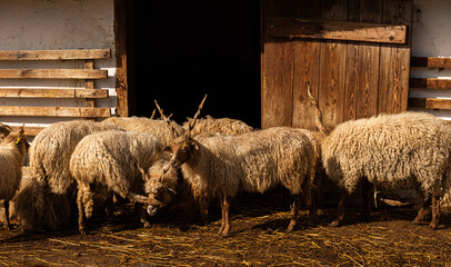 racka, Hortobágy Racka Sheep in shed outdoor farm