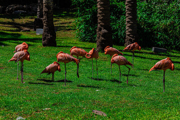pink flamingos in the park