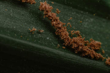 close up of dust on the leaf