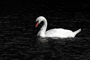 Swan on the water