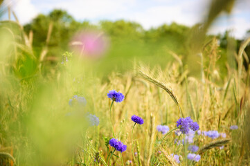 Cornflowers and other wild flowers and spikes seen through blurry herbs at the meadow in Ile-de-France, France. Forest at background. Rural beautiful landscape. Biodiversity and ecology concepts.