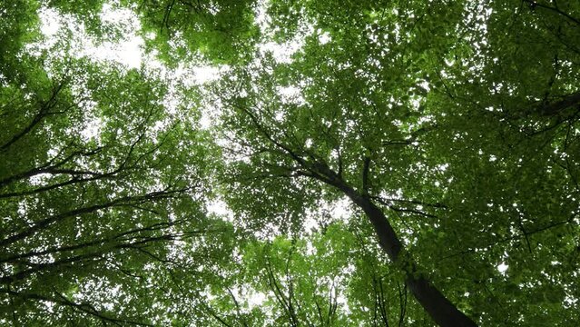 Bottom up view of lush green foliage of trees of a waving in wind.