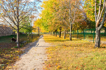 Naklejka premium Alley with yellow maple trees in a city park at autumn