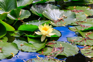 Beautiful water lily (Nymphaea) in a lake - obrazy, fototapety, plakaty