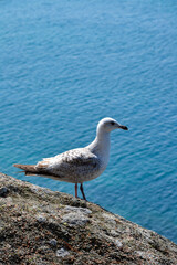 Juvenile herring gull on a rock by the ocean