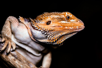 bearded dragon