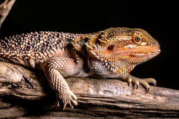 bearded dragon