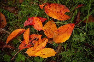 Autumn leaves on green grass. Wilted leaves have fallen on the green grass, creating a contrast of autumn colors, green yellow orange red.