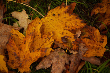 Autumn leaves on green grass. Wilted leaves have fallen on the green grass, creating a contrast of autumn colors, green yellow orange red.