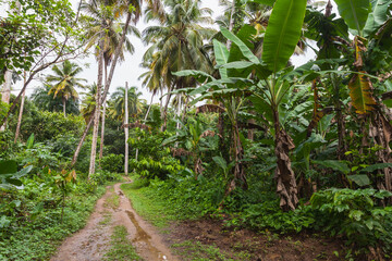 Fototapeta na wymiar Empty trail in a rainforest. Samana, Dominican Republic